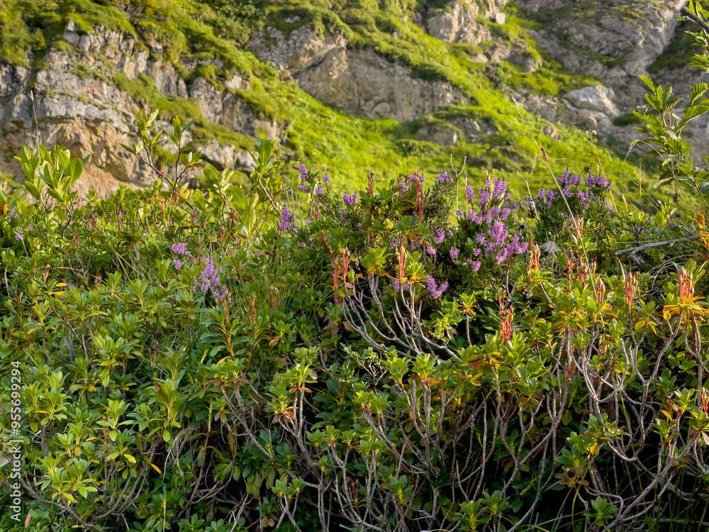 Obraz premium wild alpine flower shrubs in steep rocky slope during summer with purple blossoms