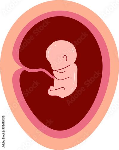 Human embryonic development Illustration 