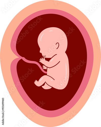 Human embryonic development Illustration 