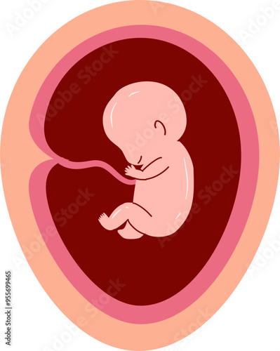 Human embryonic development Illustration 