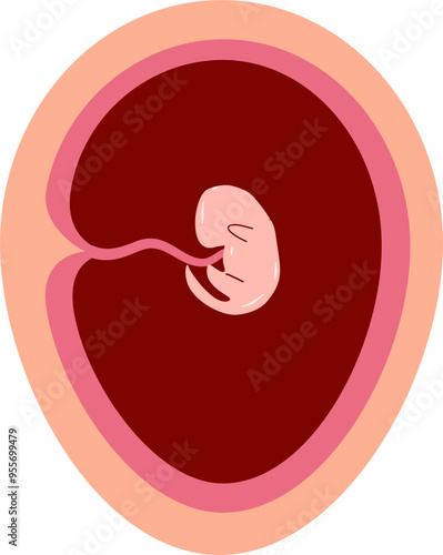 Human embryonic development Illustration 