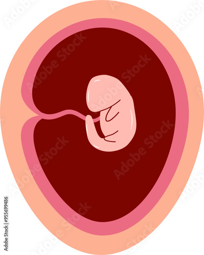 Human embryonic development Illustration 