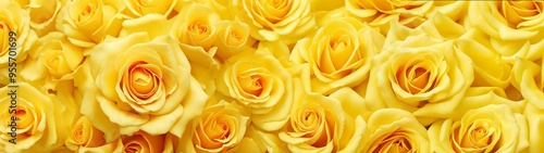 Floral background with yellow roses top view. Beautiful yellow rose close up. Macro rose. Panorama. Banner