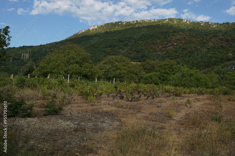 Naklejka premium Vineyard near Ohrid in North Macedonia