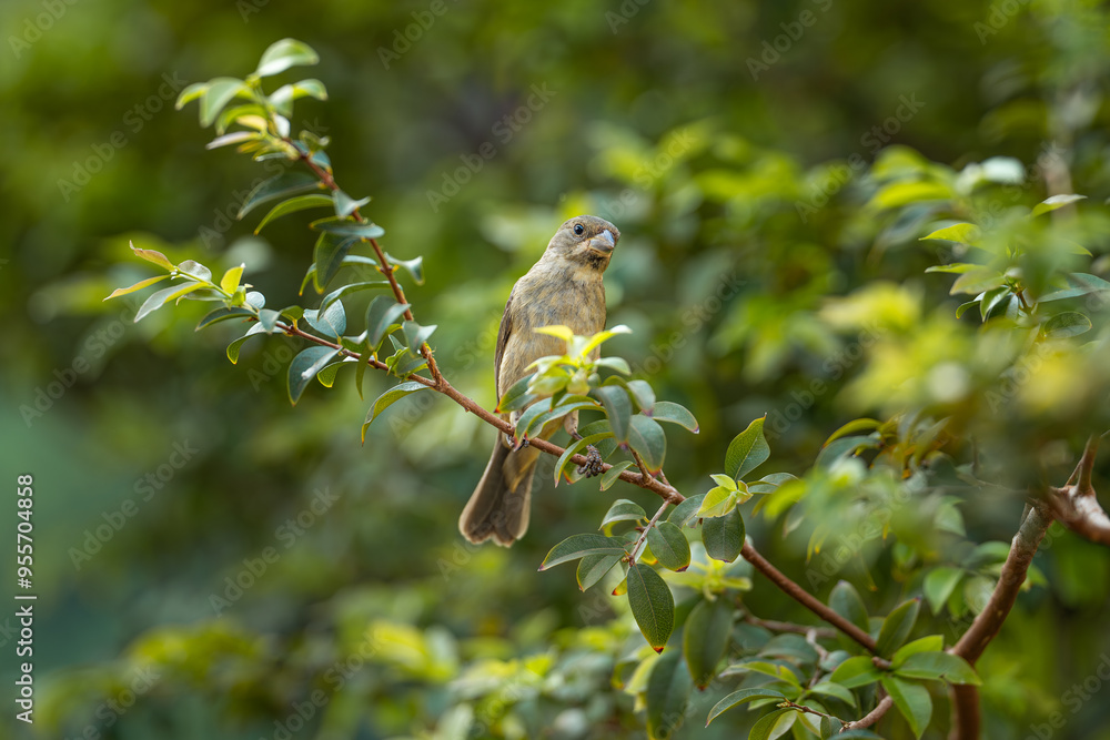 Fototapeta premium Double-collared Seedeater (Sporophila caerulescens), Coleirinho ♀
