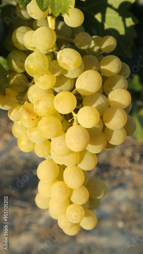 Clusters of ripe white grapes hang from lush green vines under the warm sun in a serene vineyard. The golden fruits are ready for harvest amid scenic surroundings.