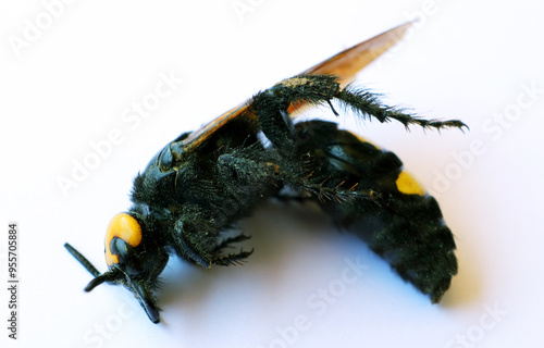 Giant wasp, Megascolia maculata displays its striking yellow and black coloration while resting, isolated on white, hymenoptera, insect photo