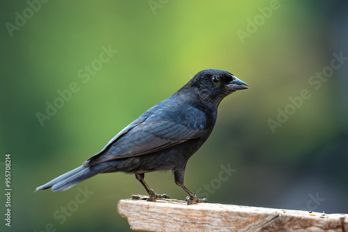 Shiny Cowbird (Molothrus bonariensis), Chupim