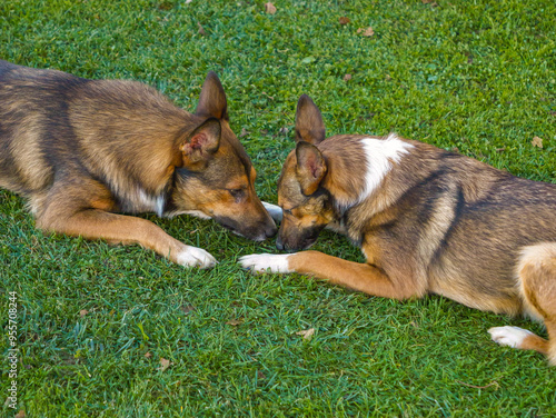 CLOSE UP: Cute mixed breed brown dogs lying close together on a grass surface. Calm and peaceful moment of connection and understanding between canine brother and sister during play in the garden. photo