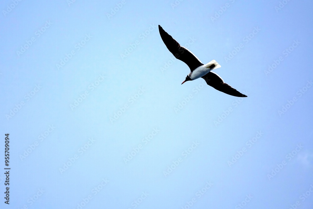 Obraz premium Seagulls Soaring in the Bright Sky Above the Tranquil Blue Sea During a Clear Day