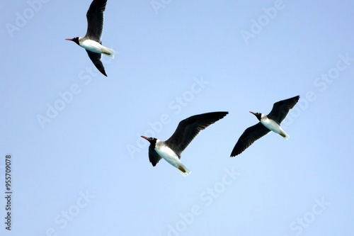 Seagulls Flying Gracefully Above the Calm Sea During a Clear Daylight Sky