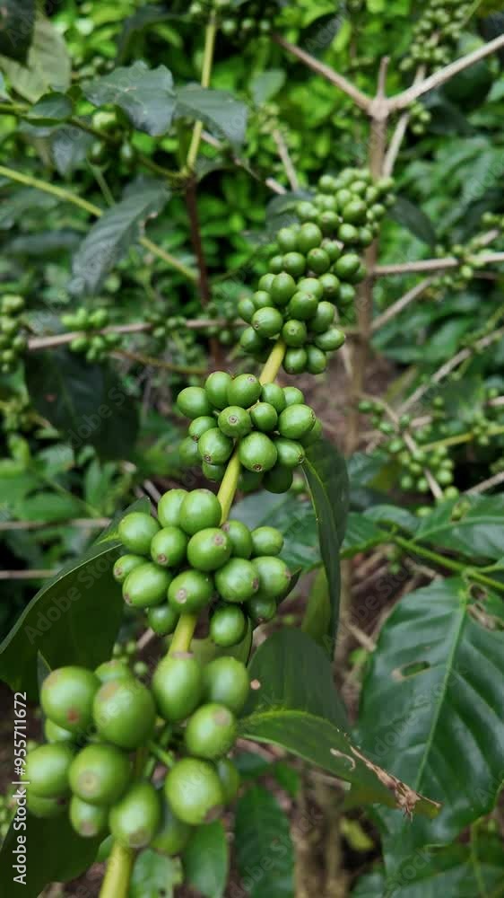 Organic coffee farming , detailed shot Organic coffee farming , detailed shot