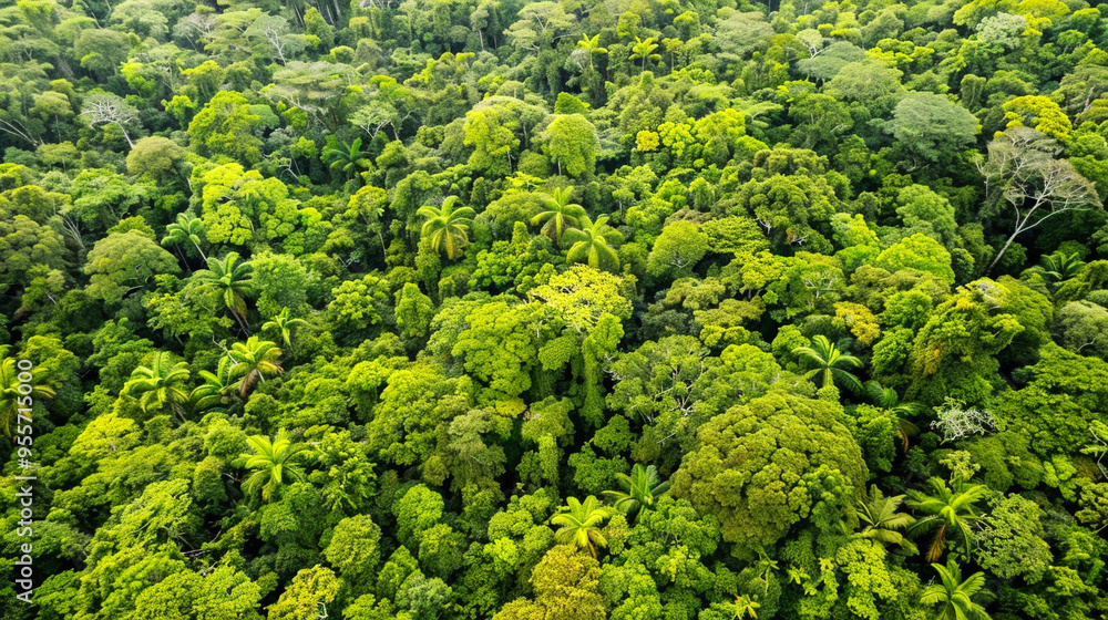 Naklejka premium Drone view of green forest texture background 