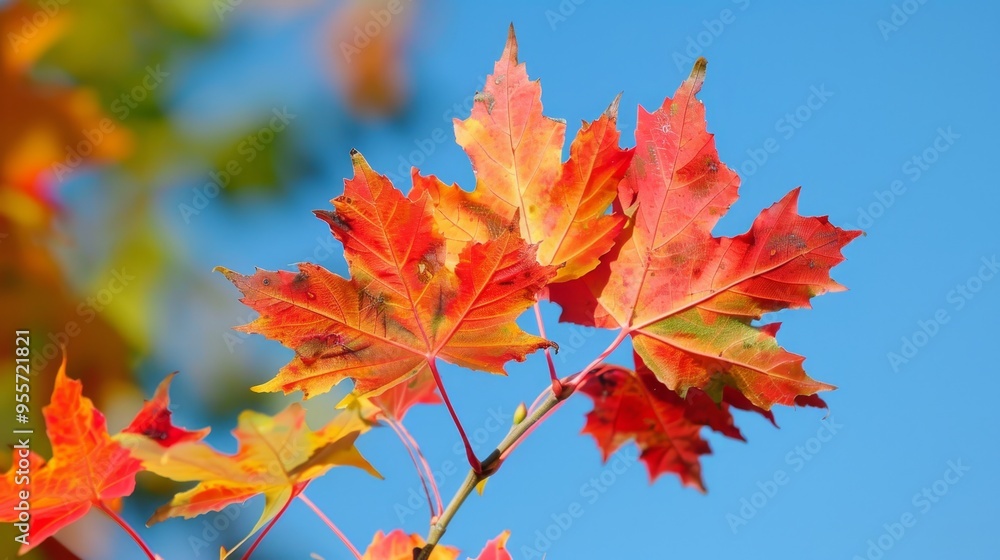 Bright autumn day showcasing vibrant maple leaves illuminated by warm sunlight in nature Bright autumn day showcasing vibrant maple leaves illuminated by warm sunlight in nature