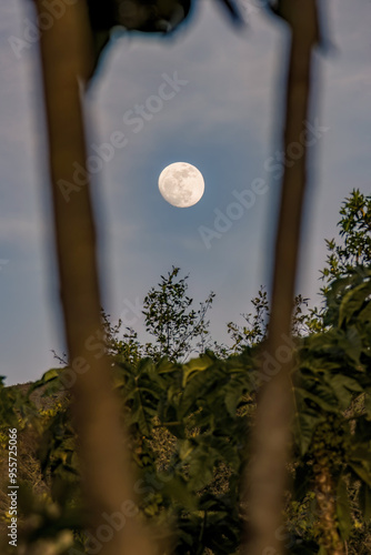 View between to branches of the crescent almost full moon rising over the Iguaque mountain, at sunset, in the eastern Andes of central Colombia. photo