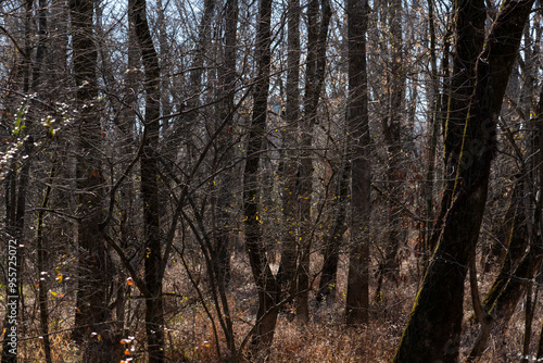 A sparse forest scene with bare trees and scattered dry leaves, embodying the quiet and stillness of early winter in the woods.