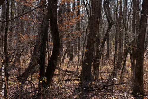 A sparse forest scene with bare trees and scattered dry leaves, embodying the quiet and stillness of early winter in the woods.