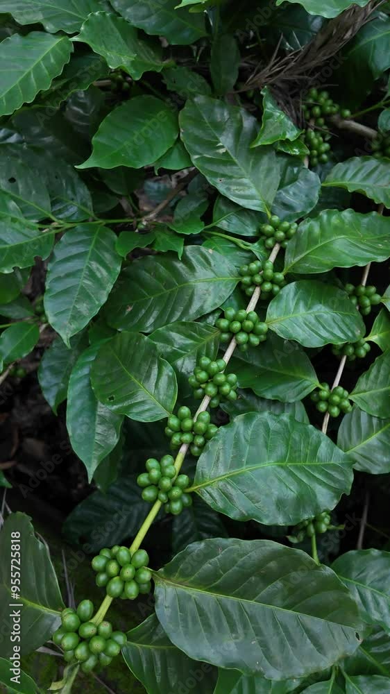 Cinematic Coffee beans shot on coffee plantation Cinematic Coffee beans shot on coffee plantation
