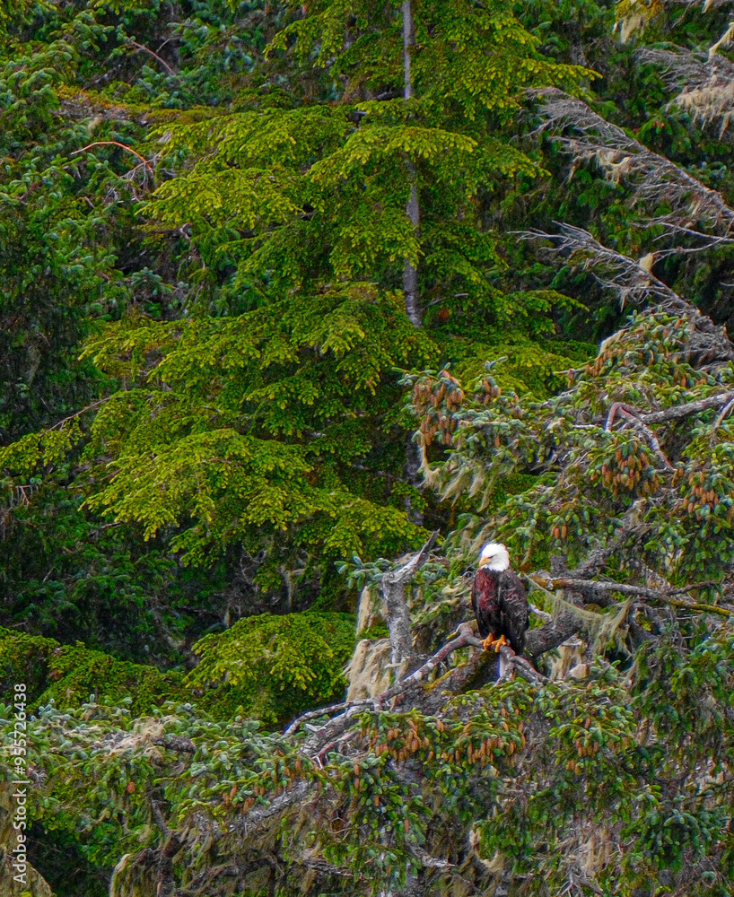 Naklejka premium Bald Eagle in Alaska
