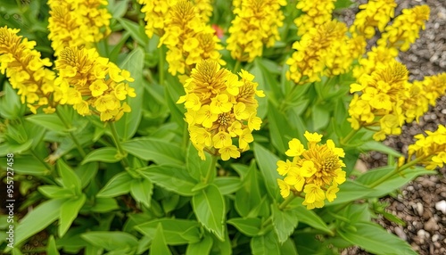 Beautiful Yellow Perennial Flowers Of Lysimachia Punctata Grow In Summer Garden. photo