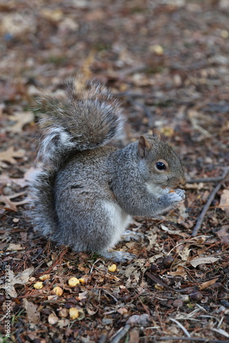 Central Park inhabitant