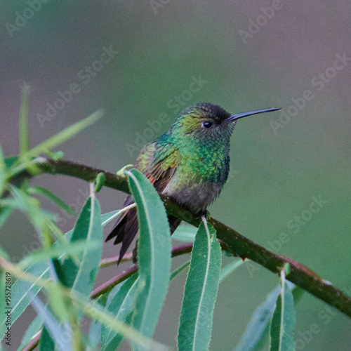 colibrí berilo en  close-up photo