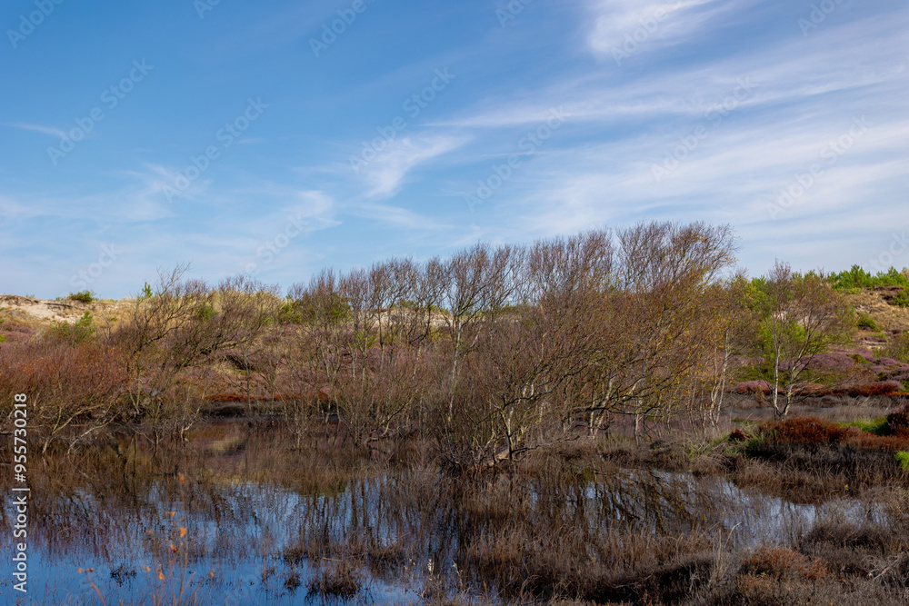 Summer landscape, Marshland in the sand dune under ble sky, Hight water with swamp and tree, Schoorl and Bergen duinen, The highest and widest dunes in the Dutch province of Noord Holland, Netherlands Summer landscape, Marshland in the sand dune under ble sky, Hight water with swamp and tree, Schoorl and Bergen duinen, The highest and widest dunes in the Dutch province of Noord Holland, Netherlands