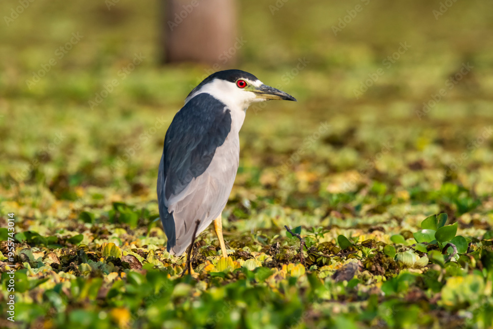Black crowned Night heron, Nycticorax nycticorax ​ ,Pantanal, Mato Grosso, Brazil