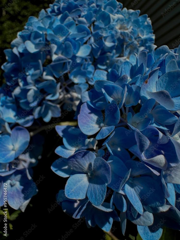 blue water lily blue water lily