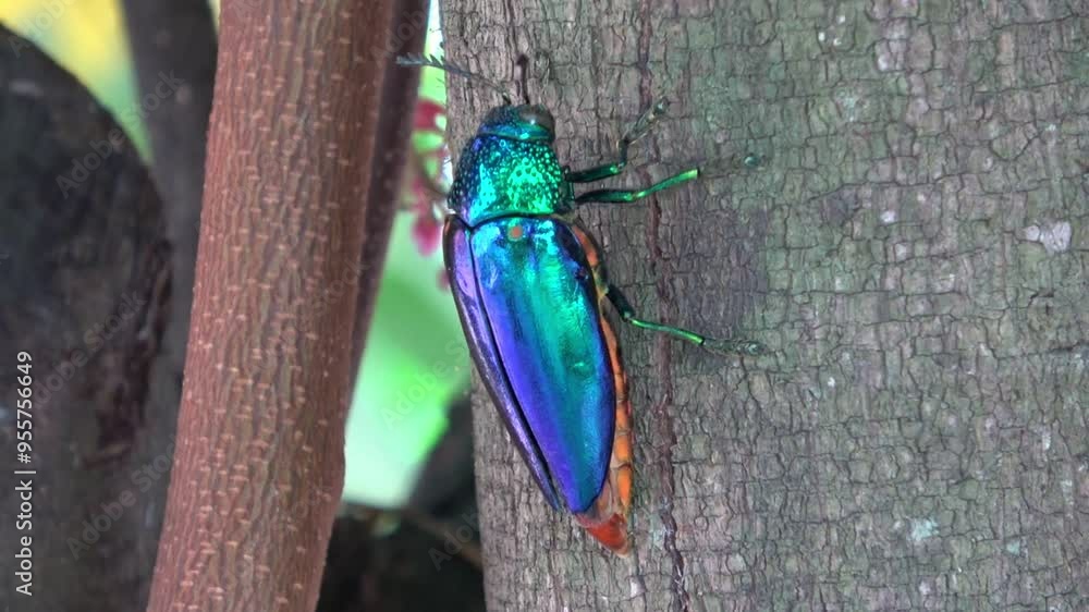 Jewel beetle bug or Chrysocoris stollii walking on the wooden texture. Bug, insect sternocera and green head with wings in Thailand