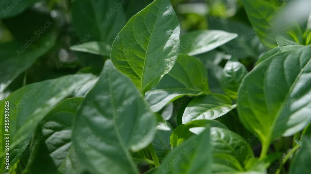 Sweet pepper seedlings. Green pepper leaves close-up. Paprika seedlings close-up. Sweet pepper seedlings close-up Sweet pepper seedlings. Green pepper leaves close-up. Paprika seedlings close-up. Sweet pepper seedlings close-up