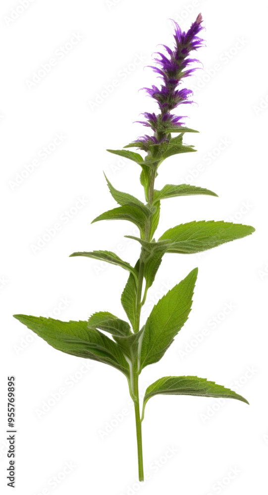 Fototapeta premium PNG Herbs lavender flower purple.
