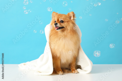Cute Pomeranian dog with to...