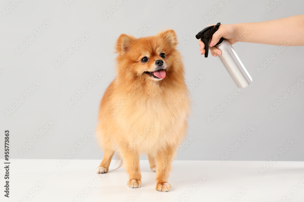 Female groomer cute taking care of Pomeranian dog on grey background Female groomer cute taking care of Pomeranian dog on grey background