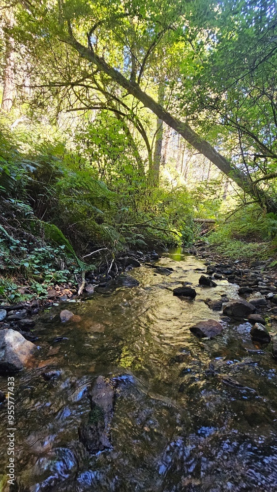 Obraz premium stream in the forest