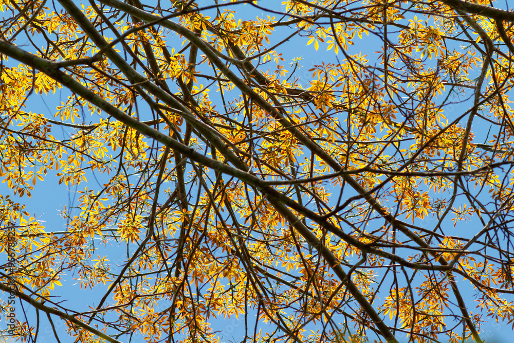 Golden autumn leaves on branches against a clear blue sky. Golden autumn leaves on branches against a clear blue sky.