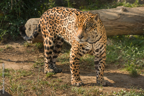 Majestic jaguar standing on ground beside fallen log