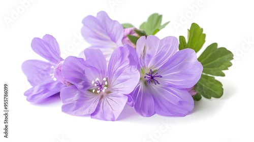 A beautiful lavender geranium flower, isolated on a white background, with light purple petals and green leaves