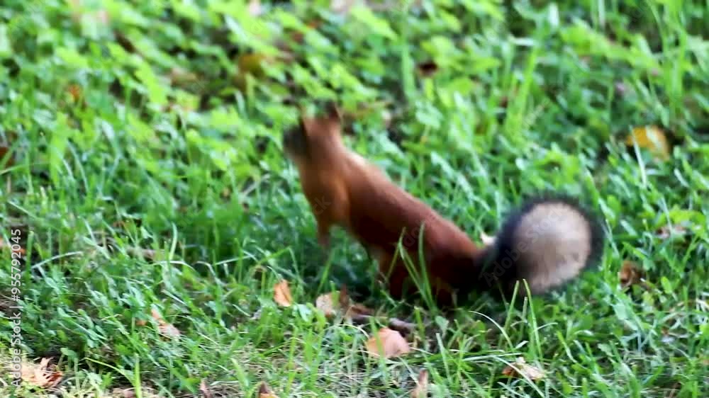Squirrel stocking up food hiding nuts underground burying, fluffy tail filmed close Squirrel stocking up food hiding nuts underground burying, fluffy tail filmed close