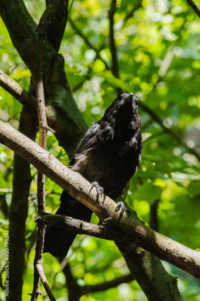 American crow (Corvus brachyrhynchos) American crow (Corvus brachyrhynchos)