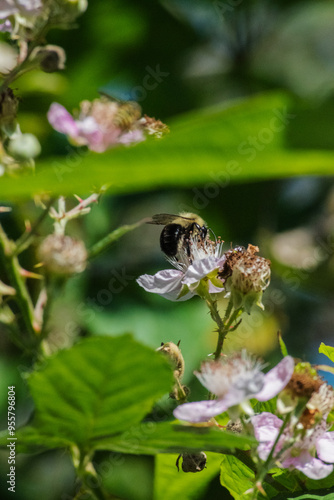 Bumblebee on blackberry flower (rubus armeniacus)