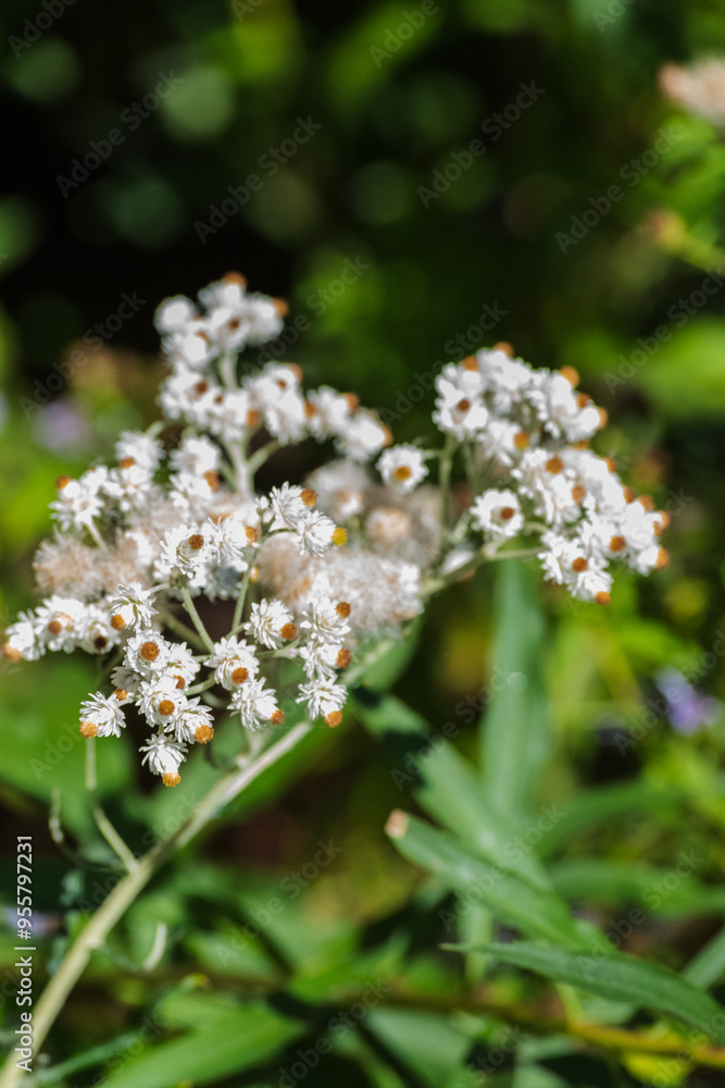 Western pearly everlasting (Anaphalis margaritacea)