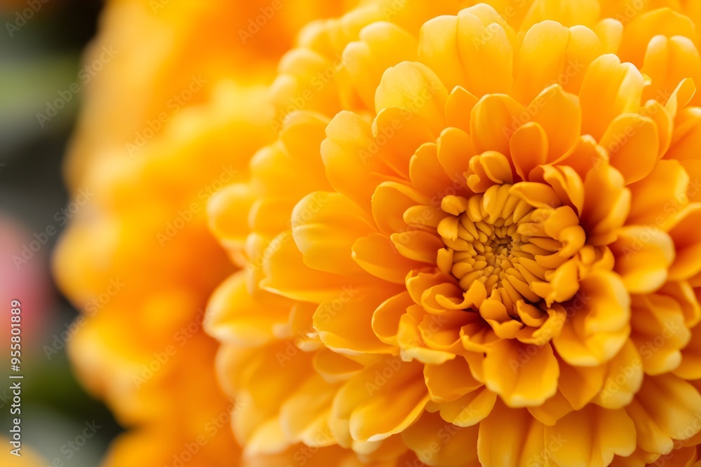 Closeup of big orange marigold flowers. Day of the dead, Mexican holiday celebration. Hindu Puja. Festival Vishu, Ugadi or Gudi Padwa. Traditional Indian background with copy space Closeup of big orange marigold flowers. Day of the dead, Mexican holiday celebration. Hindu Puja. Festival Vishu, Ugadi or Gudi Padwa. Traditional Indian background with copy space