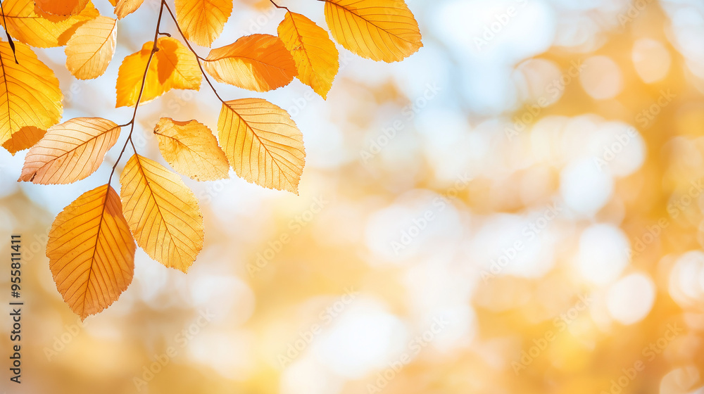 Close-up of a yellow autumn leaf. A bright orange tree changes with a blurred bokeh background. Golden colors in the park on a light, sunny, and warm October day. Close-up of a yellow autumn leaf. A bright orange tree changes with a blurred bokeh background. Golden colors in the park on a light, sunny, and warm October day.