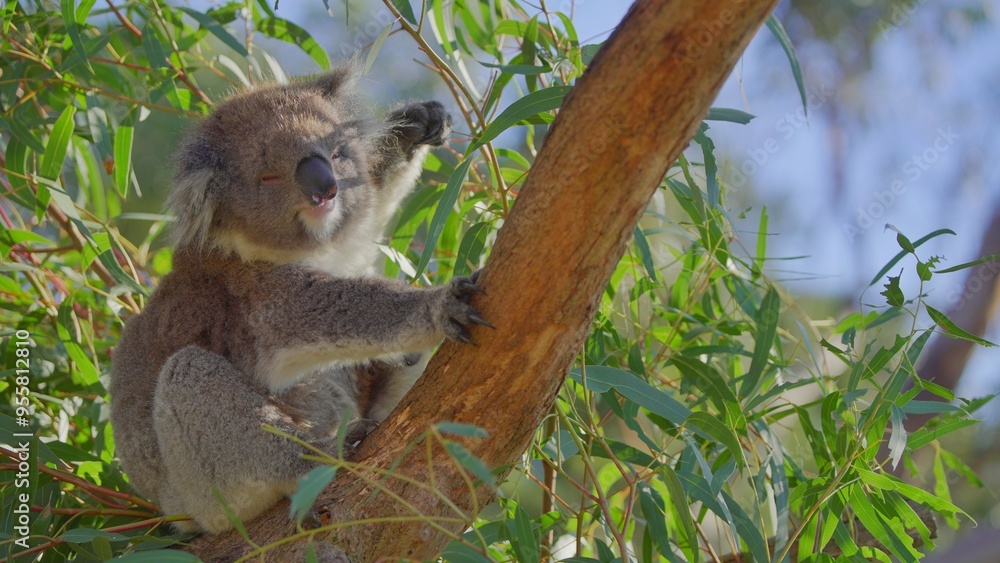 Fototapeta premium Koala on a tree