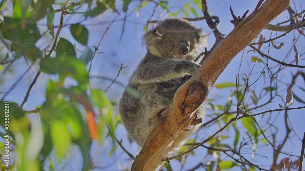 Fototapeta premium Koala on a tree