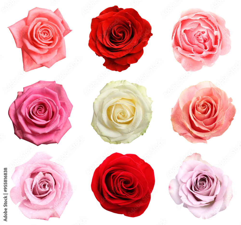 Many beautiful roses isolated on white, set Many beautiful roses isolated on white, set