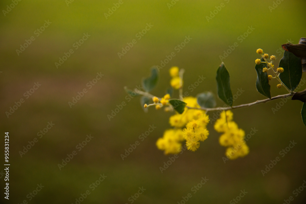 wattle blossoms and leaves with a blurry green background wattle blossoms and leaves with a blurry green background