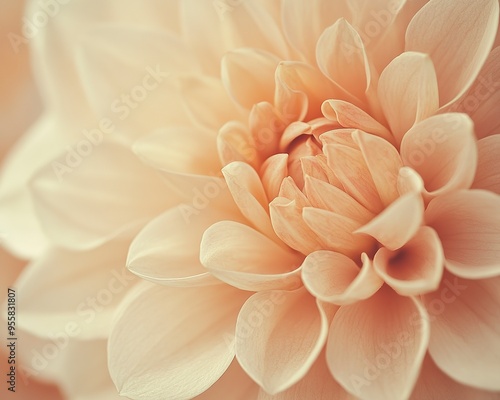 Peach Dahlia Close-Up: Delicate peach petals unfurl in a captivating close-up, revealing the intricate beauty of a dahlia bloom. Soft lighting enhances the flower's gentle texture and pastel hues.  