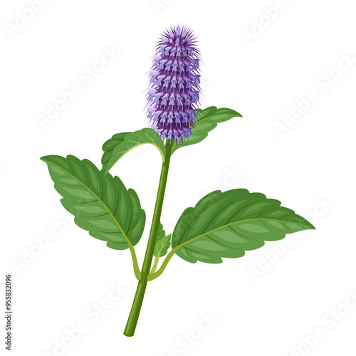 Vector illustration of Agastache rugosa, also known as Korean mint, purple giant hyssop, Indian mint, and Chinese patchouli, isolated on white background.